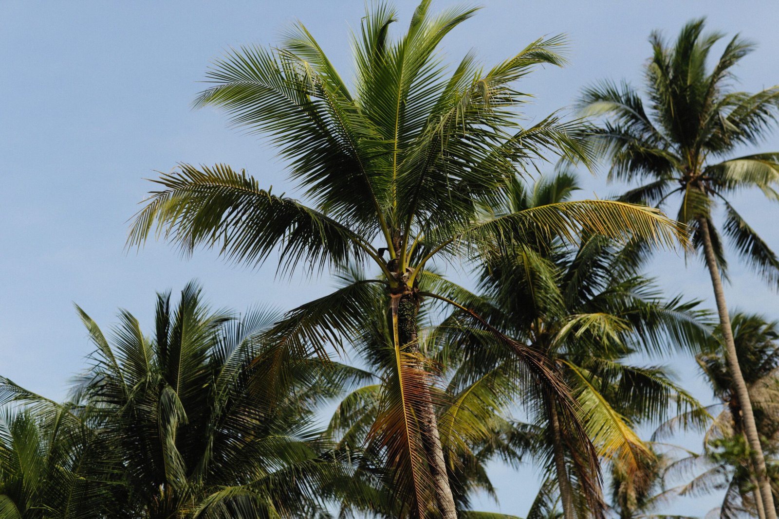 Tropical coconut palm trees against a clear blue sky, symbolizing relaxation and travel.
